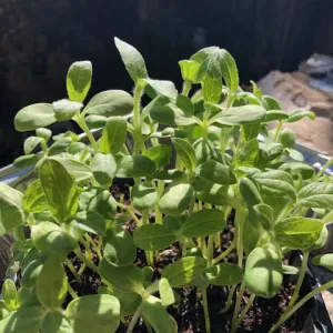 Photo by Carolyn Dorsch