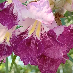 Dessert willow blossoms