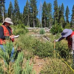 Forest Field Research