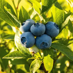 Blueberries