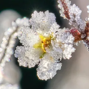 frost on a flower