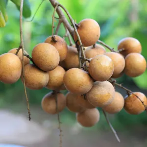 Longan