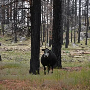 A cow standing next to two burned trees in a burned forest. 