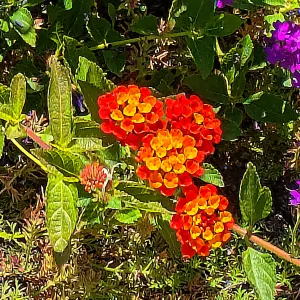flowering red and orange lantana