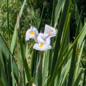flowering African iris