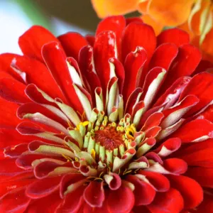 zinnias