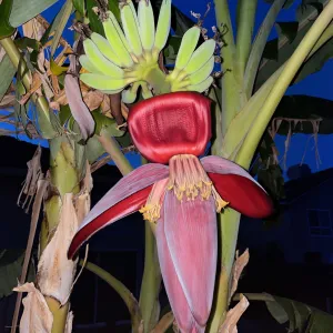 red and pink colored banana flower