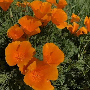 California poppy