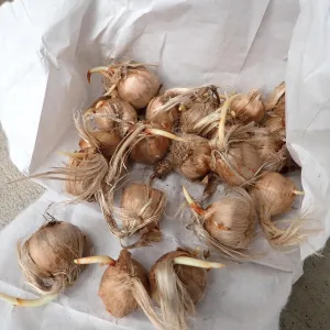 crocus bulbs on a white background
