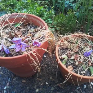 purple crocus flowers emerging from their pots