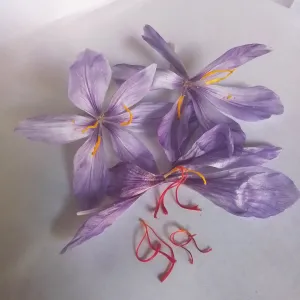 purple crocus flowers and red stigmas