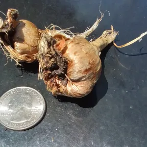 shriveled mother comrs clinging to the baby corms