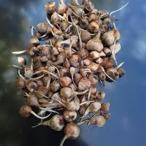 harvest of saffron corms