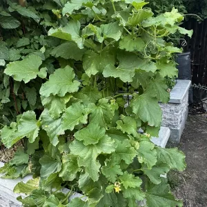 carosello variety of cucumber plant