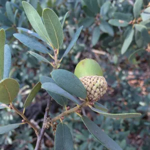 Engelmann oak, Quercus engalmannii, acorns