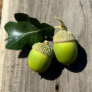 Oregon white oak, Quercus garryanna, acorns