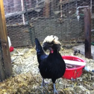 phyllis and diller, the chicken