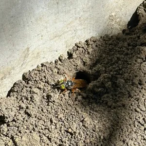 tachytes insect on ground near hole