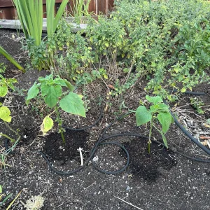 separate pots of tithonia flowers