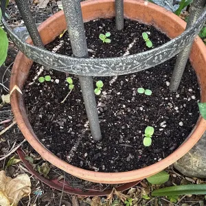 little sprouts in a pot