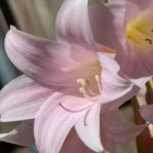 Amaryllis belladonna (Naked Ladies)