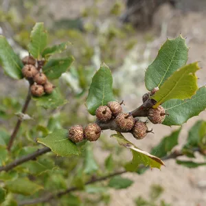 interio live oak, Quercus wislizeni, acorns