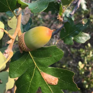 Oregon white oak, Quercus garryana, leaves