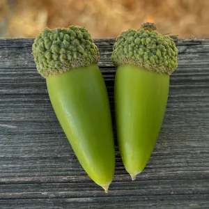 valley oak, Quercus lobata, acorns