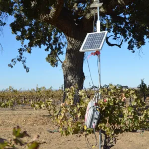 bats and oaks in vineyard