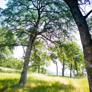 Sierra Foothills tree grove