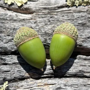 blue oak, Quercus douglassii, acorns