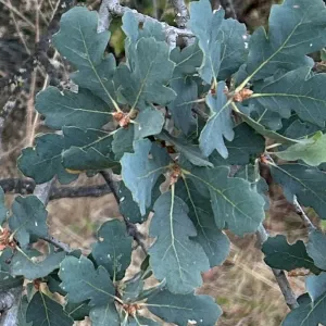 blue oak, Quercus douglassii, leaves