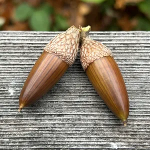 coast live oak, Quercus agrifolia, acorns