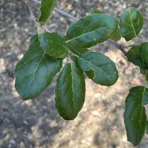 coast live oak, Quercus agrifolia, leaves