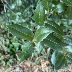 interior live oak, Quercus wislizeni, leaves