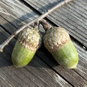 Ca black oak, Quercus kelloggii, acorns