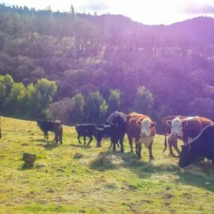 cattle on range with oaks