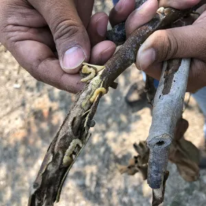 Hands holding infected branch
