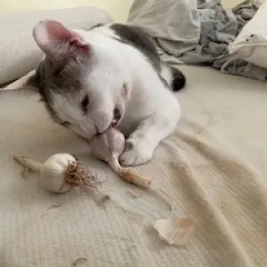 snugs the black and white cat chomping on garlic bulb