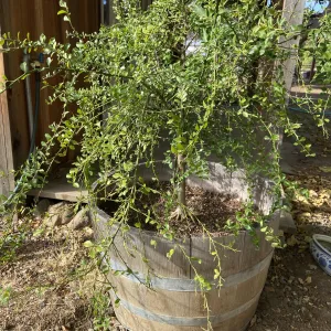 finger lime tree in a wine barrel