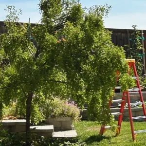 jujube tree in a yard