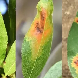 Leaves infected with red leaf blotch
