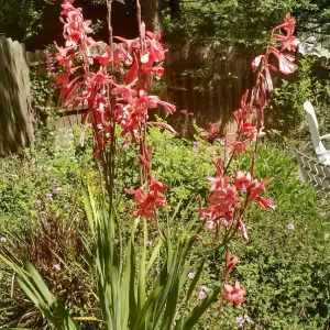 rose colored watsonia flowers