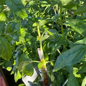 Chrysallis on a take in the garden