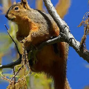 squirrel on a branch