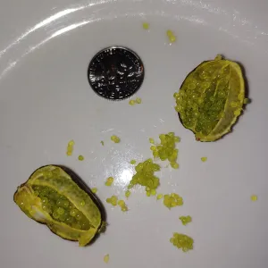 cut open finger lime showing off caviar-like pearls of fruit flesh