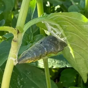 chrysallis transitioning into butterfly