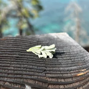 small twig of sagebrush