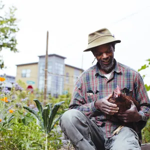 Community gardener holding chicken near raised beds full of crops
