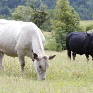 Two dairy cows grazing in open field